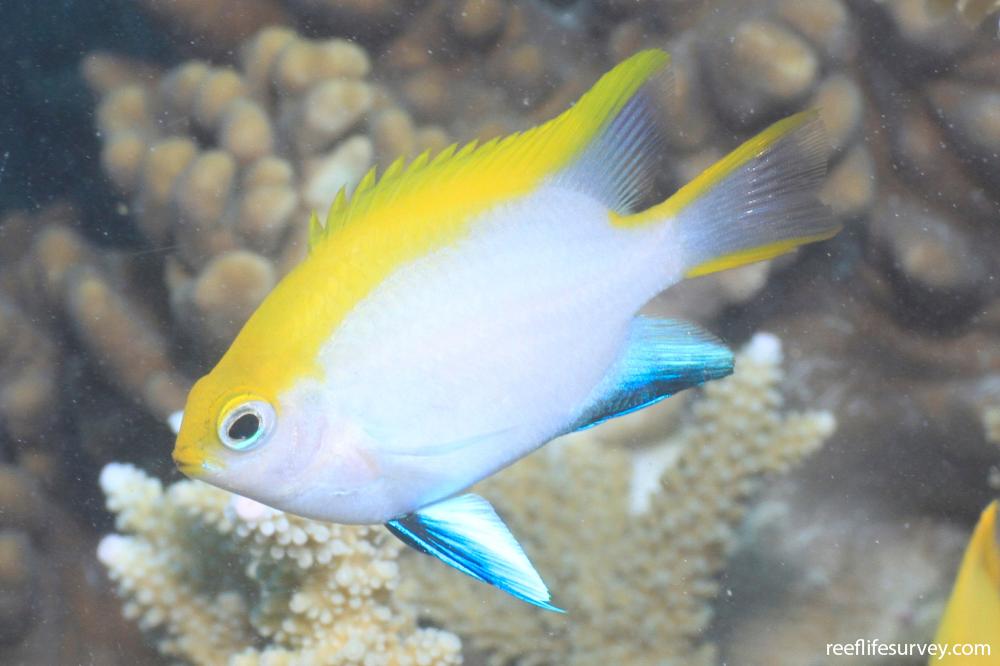 Neoglyphidodon melas