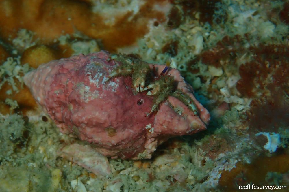 Calcinus sp. [red band claw]