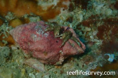 Calcinus sp. [red band claw]