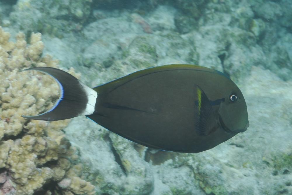 Acanthurus nigricauda