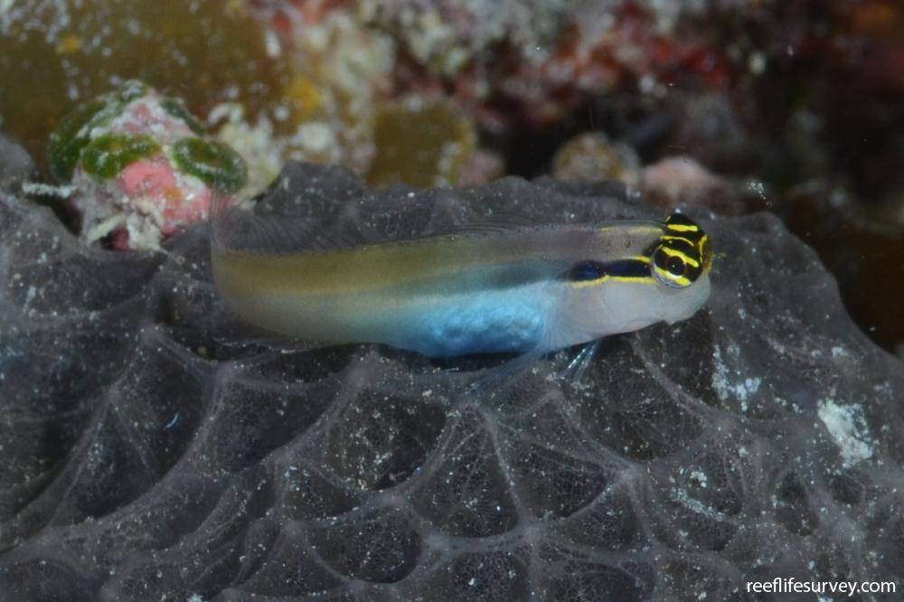 Ecsenius bandanus