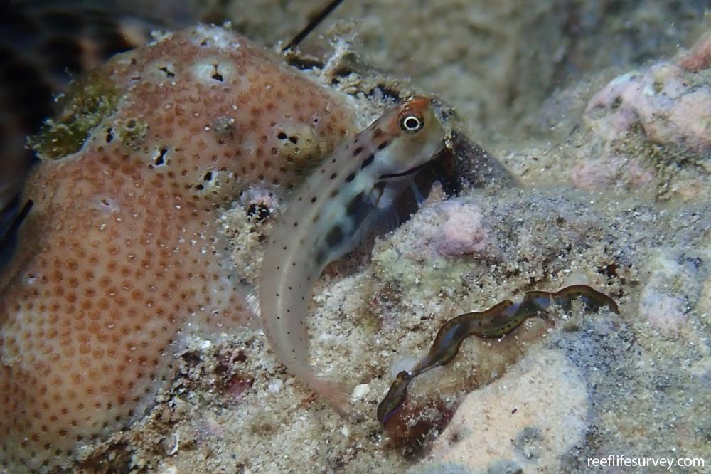 Ecsenius polystictus