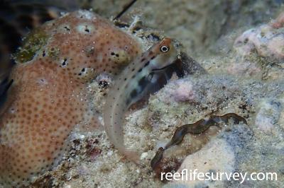 Ecsenius polystictus