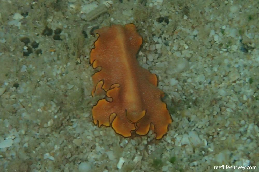 Pseudoceros sp. (orange)