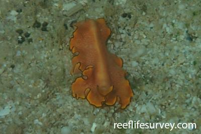 Pseudoceros sp. (orange)