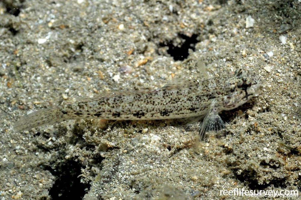 Gnatholepis gymnocara
