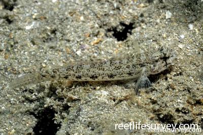 Gnatholepis gymnocara