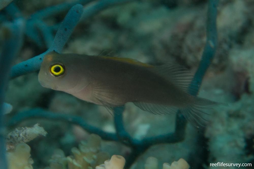 Ecsenius lividanalis