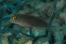 Ecsenius lividanalis