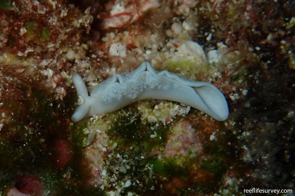 Thuridilla sp. [Colemans Thuridilla]