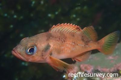 Sebastes viviparus