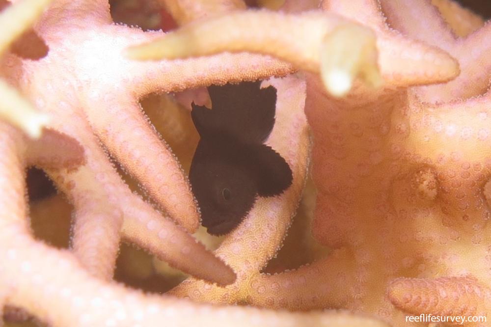 Paragobiodon melanosoma
