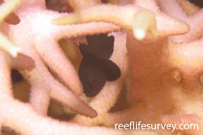 Paragobiodon melanosoma