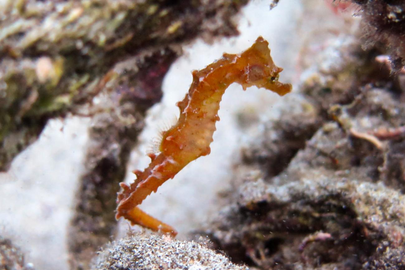 Hippocampus hippocampus - Short-snouted Seahorse | ReefLifeSurvey.com