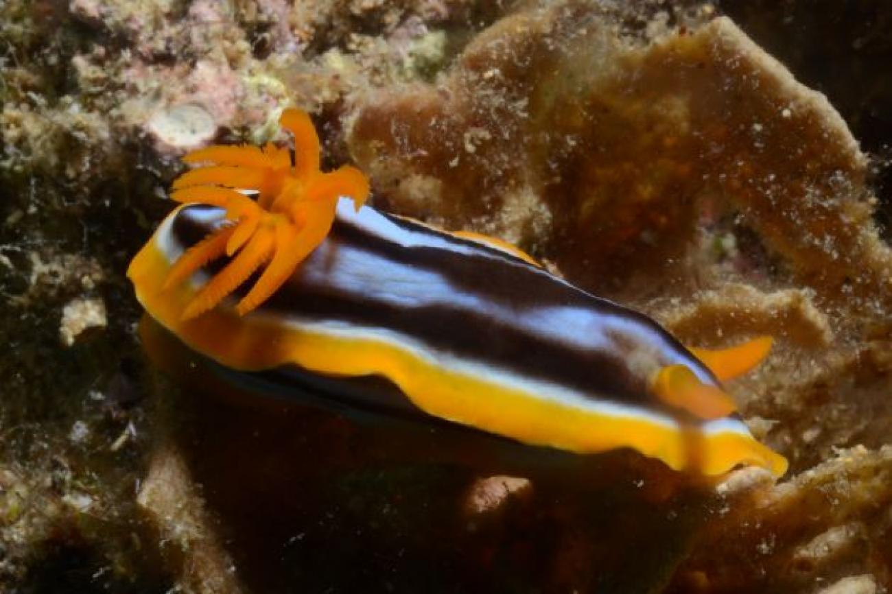 Chromodoris africana African Chromodoris