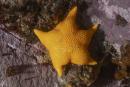 Odontaster meridionalis