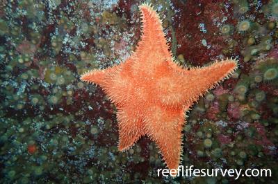 Hippasteria spinosa