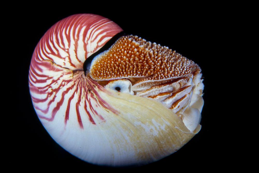 Nautilus Pompilius Emperor Nautilus Reef Life Survey