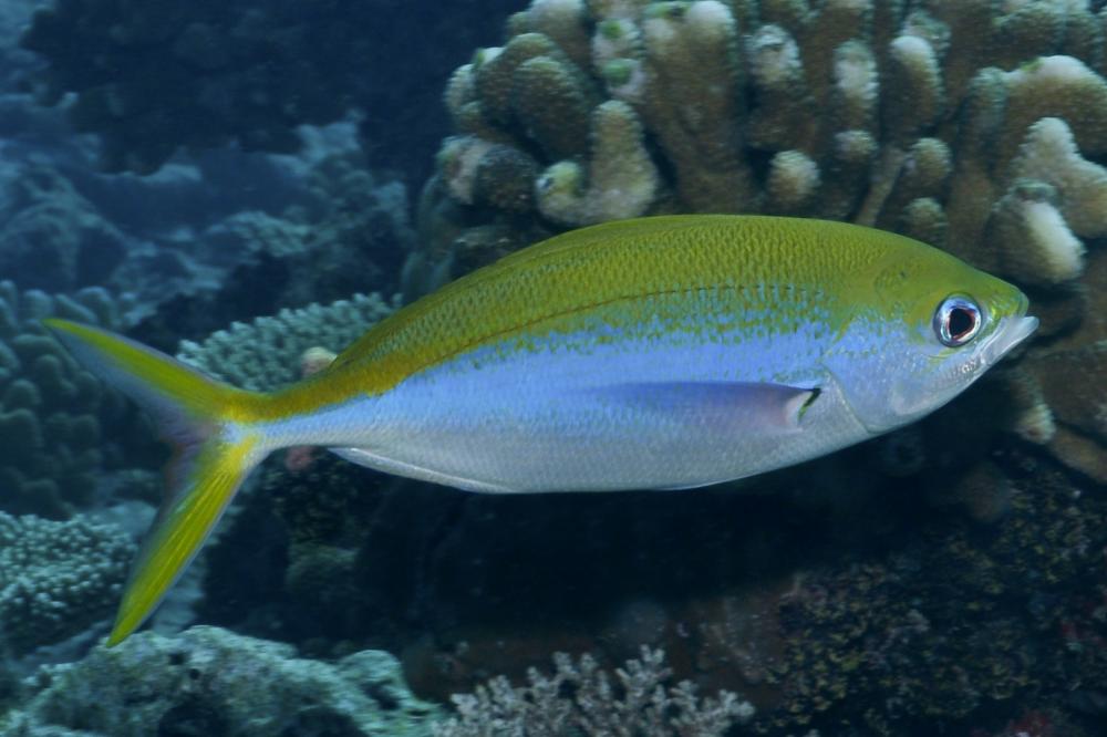 Caesio Xanthonota Yellowback Fusilier Reef Life Survey