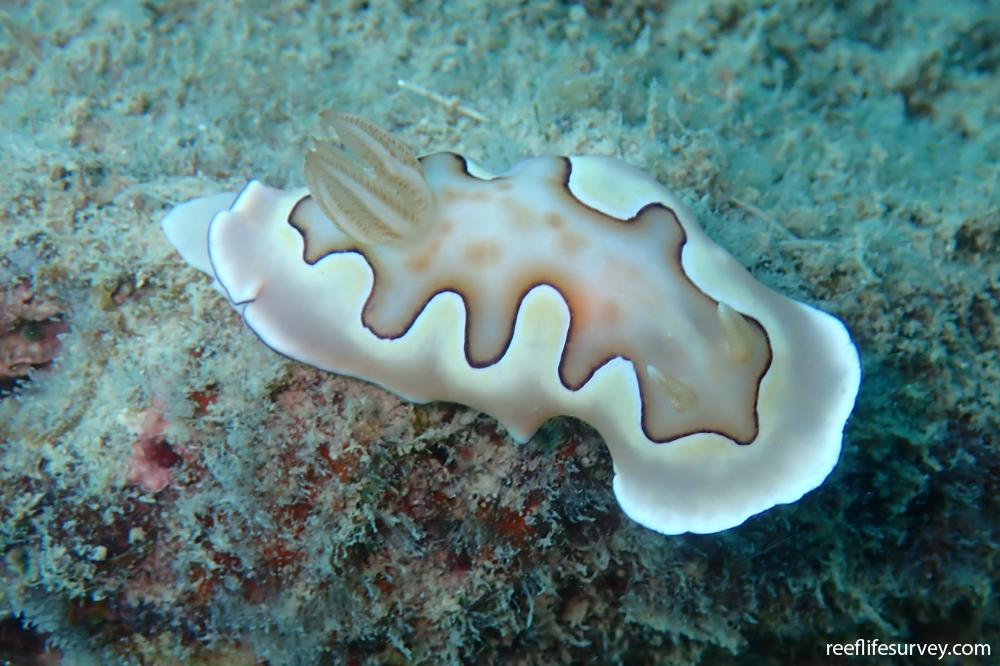 Goniobranchus coi