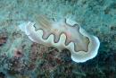 Goniobranchus coi