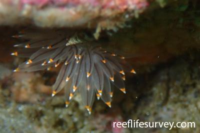 Antiopella fusca Whiteandorangetipped nudibranch Reef Life Survey