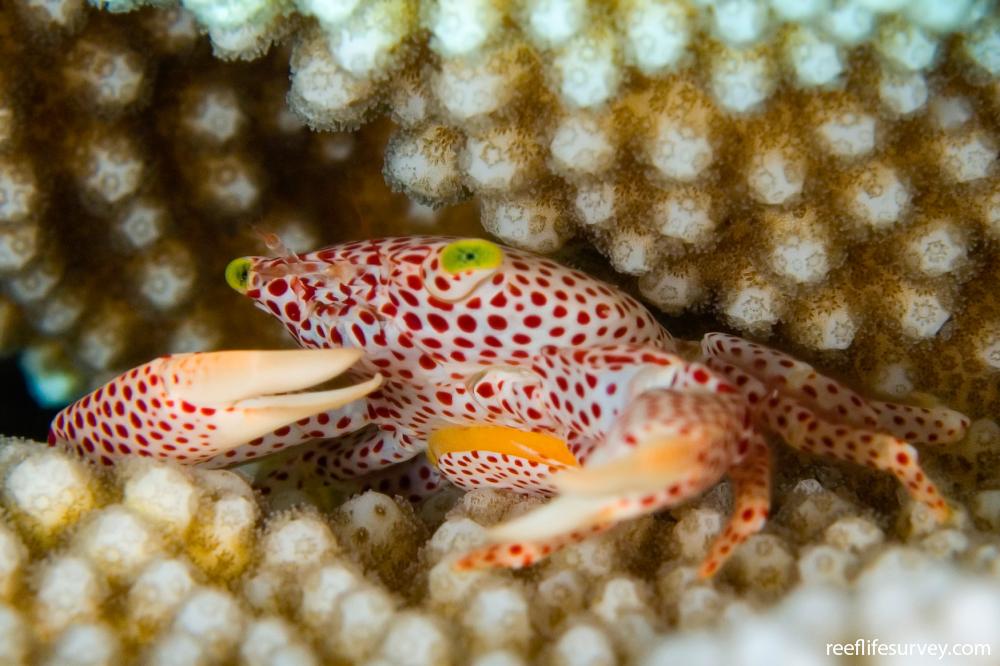 Trapezia rufopunctata