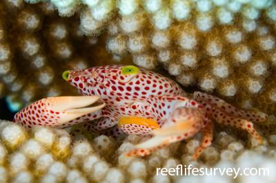 Trapezia rufopunctata