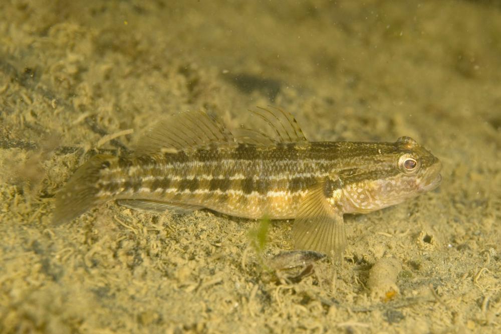 Tridentiger trigonocephalus