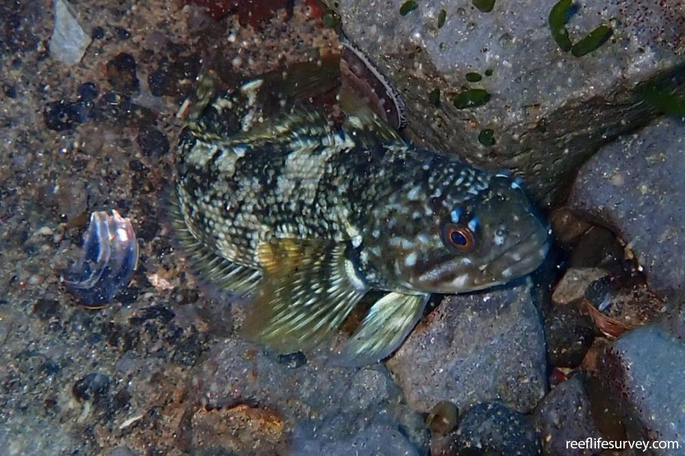 Notothenia coriiceps