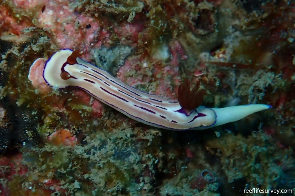 Hypselodoris emma