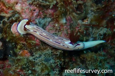 Hypselodoris emma