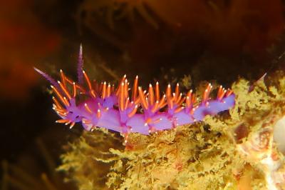 Paraflabellina ischitana