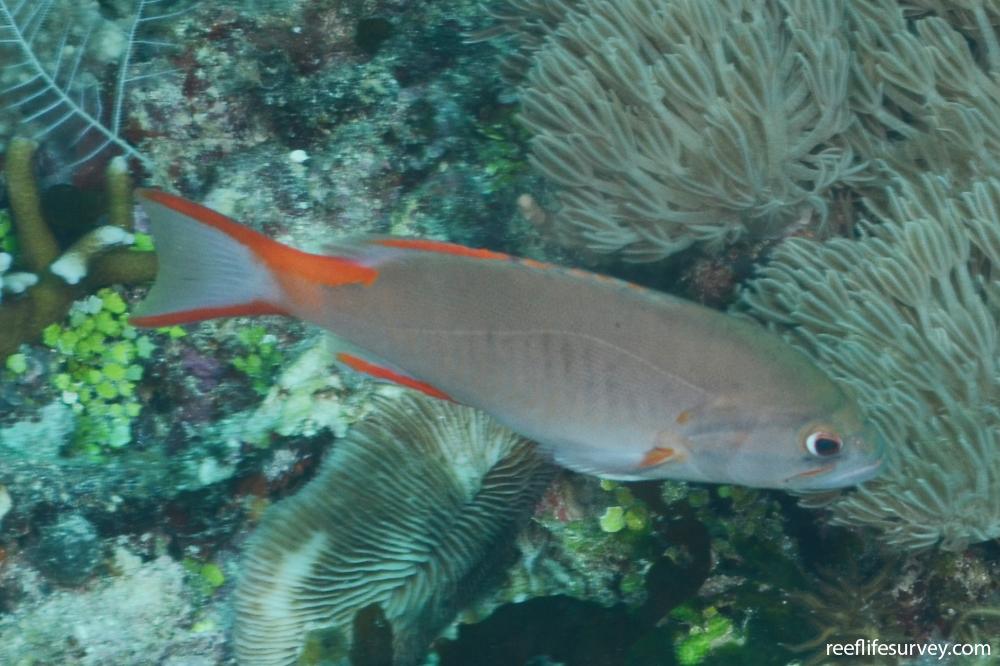Gracila albomarginata