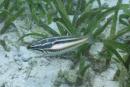 Pentapodus trivittatus