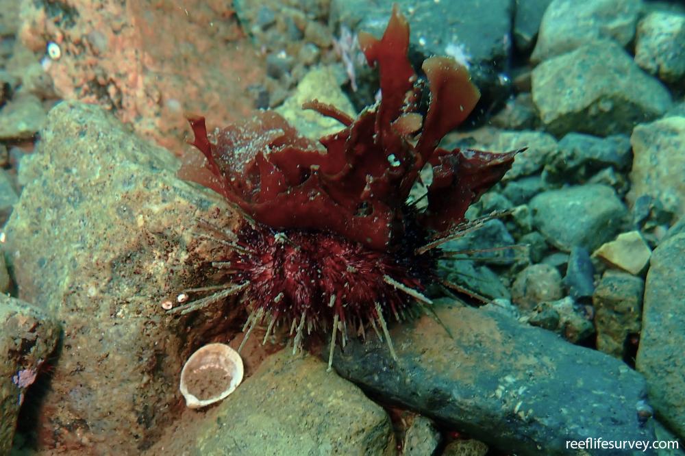 Sterechinus neumayeri