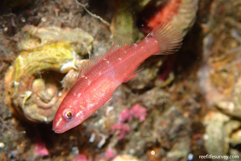 Ctenolabrus rupestris