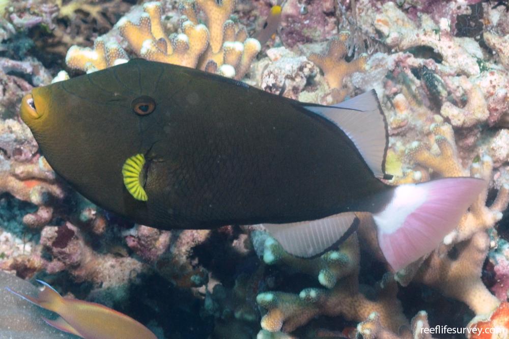 Melichthys vidua