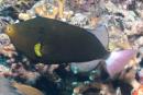 Melichthys vidua