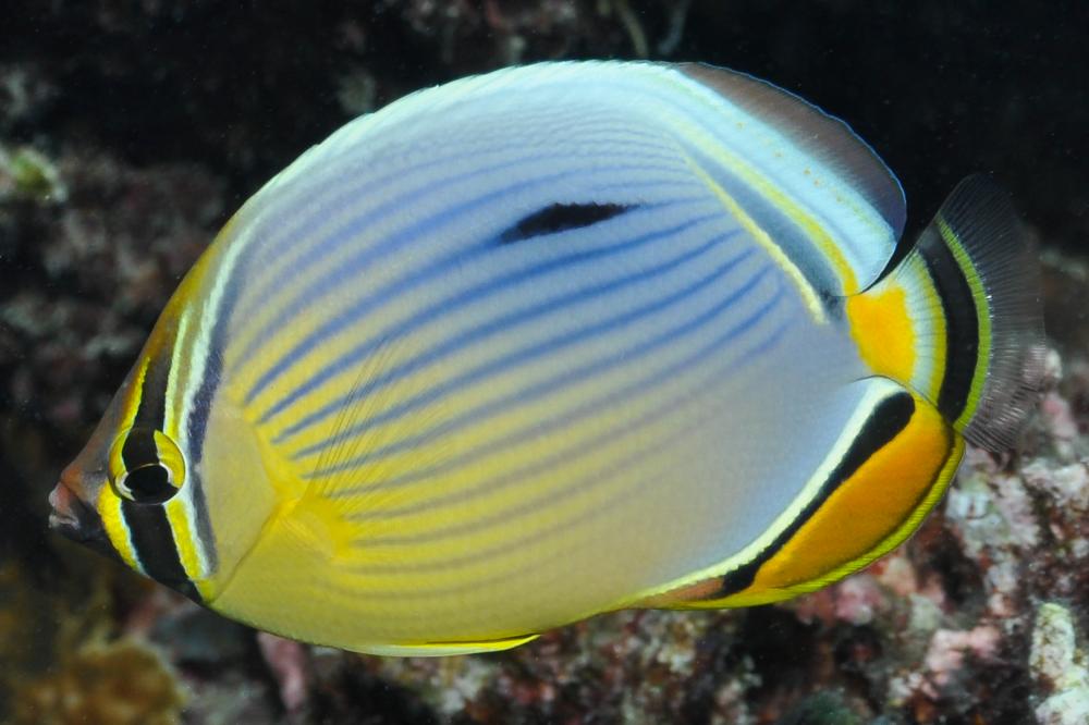 Chaetodon trifasciatus