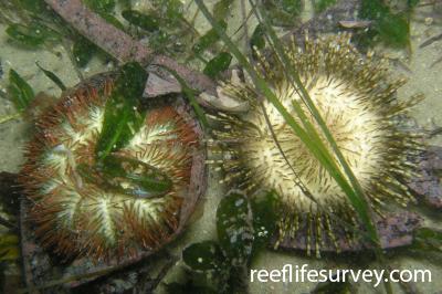 Temnopleurus alexandri　アルビノ個体　ウニ　殻 species_80_5b09d7414f244.w400.