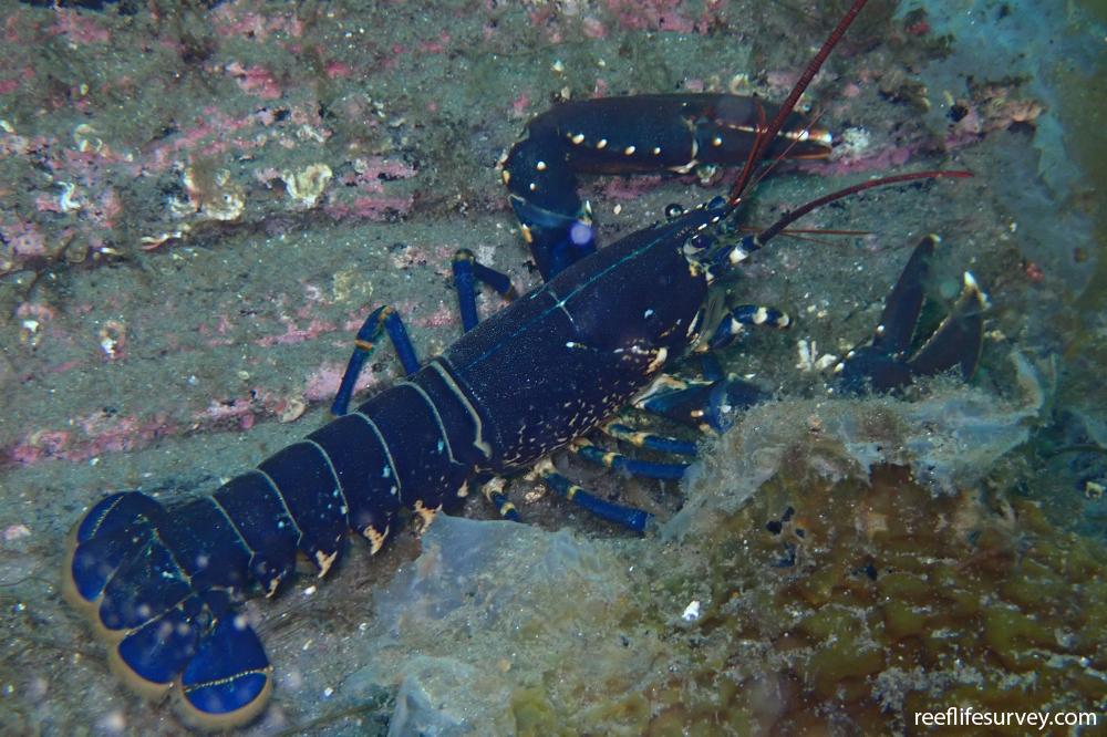 Homarus gammarus