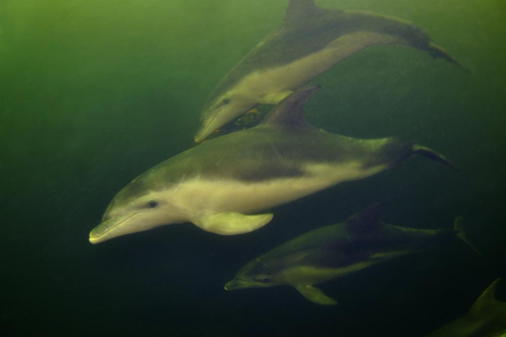 Tursiops australis