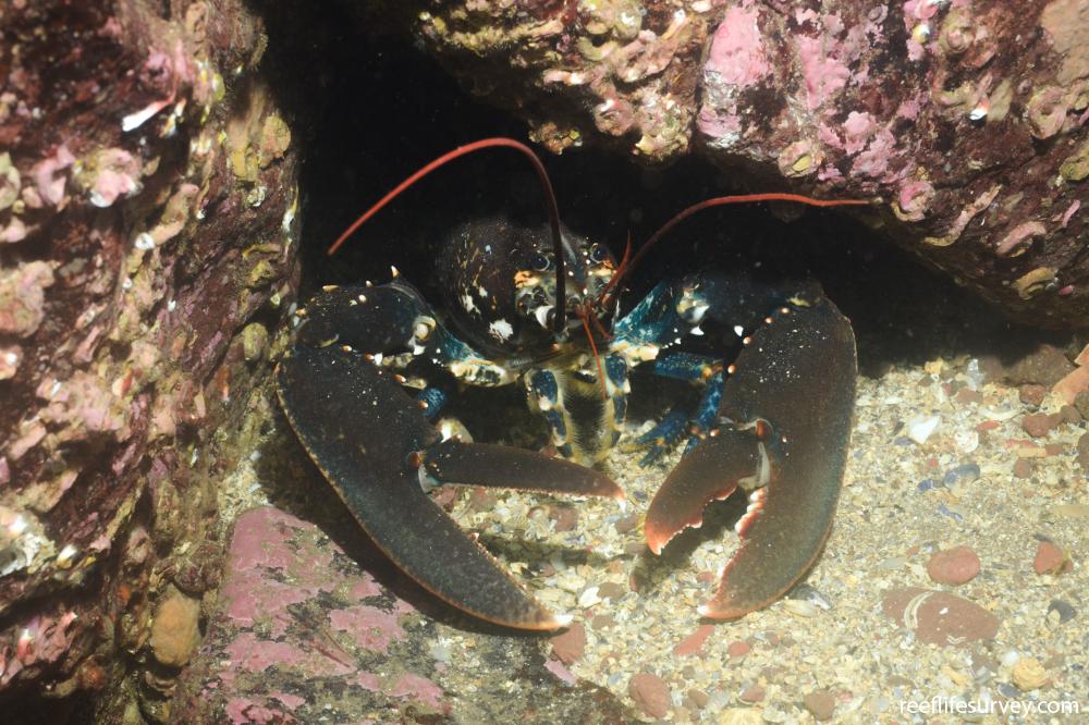 Homarus gammarus