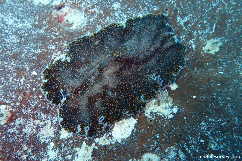 Thysanozoon nigropapillosum