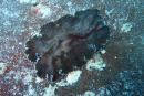 Thysanozoon nigropapillosum