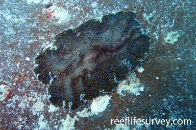 Thysanozoon nigropapillosum