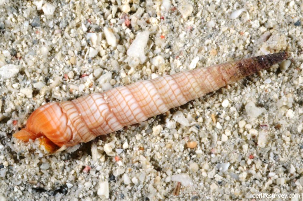 Terebra babylonia