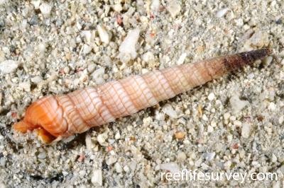Terebra babylonia