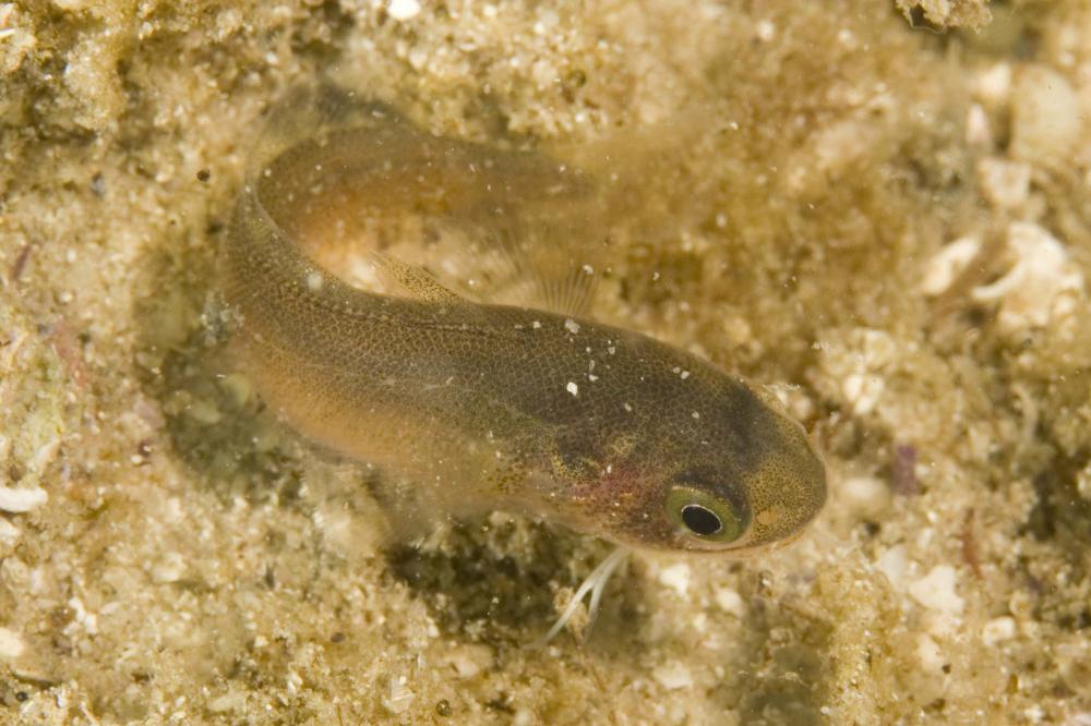 Pseudophycis breviuscula